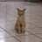 CatsofTIP's profile image