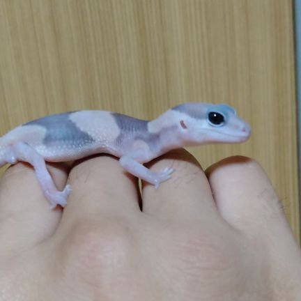 umepoison24's profile picture. ニシアフを始め爬虫類にハマり出した
ヤワゲネズミが増えて来て奮闘中
猫砂検討師