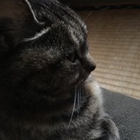 たましい (@milk_trans_66) 's Twitter Profile