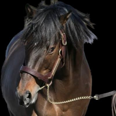 1990masa0824's profile picture. 競馬🏇大好き｜ワイドがメインです