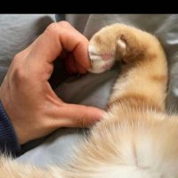 قطط مفقودة وقطط معثور عليها (@missingpetscare) 's Twitter Profile