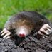 mole on main (@makeshiftmole) Twitter profile photo mole on main (@makeshiftmole) Twitter profile photo