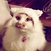 三毛ちー (@mike_chi3) 's Twitter Profile