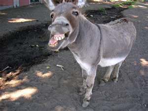 SpeedyTheBurro's profile picture. I do jack ass stuff.