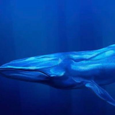 Verified Account of Bitfinex Whale 🐳 Joe Velde