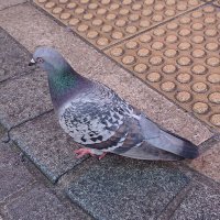 けん (@kemkem__07) 's Twitter Profile