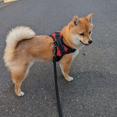 2021.4.5産まれの柴犬♀「福」と暮らしています。カープファンです。
リプ大歓迎ですが返信できないこと多めです。

【福のわん語スタンプ😗】
https://t.co/mBEohgHaPL