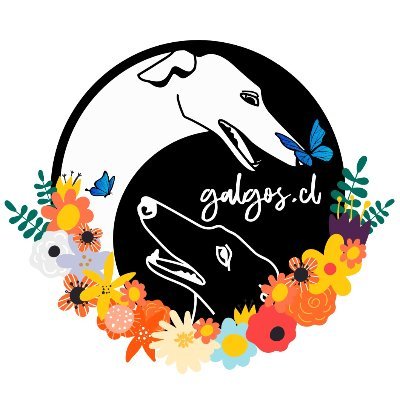 galgoschile Profile Picture