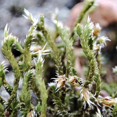 Combining #microclimate sensor networks and models to uncover the vulnerability #bryophytes to climate change. @fct_pt @InsideNatGeo NG Explorer Grant 2023-2024