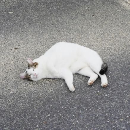 shigemonn_'s profile picture. 