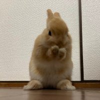 うさぎのももちゃん♂🐰 (@sakura39081474) 's Twitter Profile