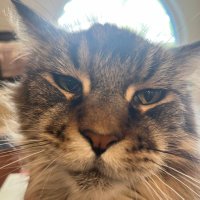 DrRightVoice (@masdoc1) 's Twitter Profile