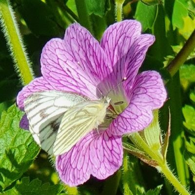 Generally found in the garden, as it's full of the joy, health & magic of nature.  Cumbria