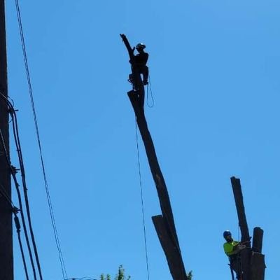 Arborist. Anything about the Gators is welcome.