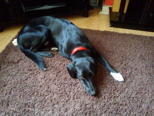 robbiebee81's profile picture. 