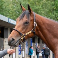 Loughill Farm (@loughillfarm) 's Twitter Profile Photo