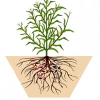 Journal of Soil Science and Plant Nutrition (@journal_jsspn) 's Twitter Profile