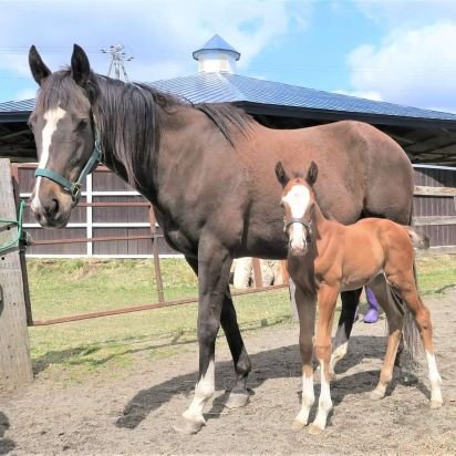 競馬と車とダンスミュージックを愛する二代目馬主。

1970年、先代所有馬の新馬戦勝利～半世紀以上競馬を見続けています。品川生まれの渋谷育ち、ホームは大井競馬場&東京競馬場。
テスコボーイ&キタノリュウに拘ります。