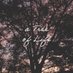 A Tree of Life (@atreeoflifedoc) Twitter profile photo A Tree of Life (@atreeoflifedoc) Twitter profile photo
