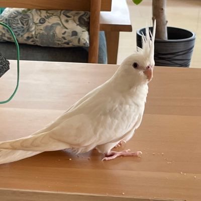 オカメインコ2羽との生活気まぐれに呟きます。🕊2022年6月生まれWFルチノーのベル♀   🐥2022年12月生まれノーマルパイドのアル♂ いろんなお家の小鳥さんの様子を見るのが楽しいです。無言フォローや♡.リツイートしますが宜しくお願いします。