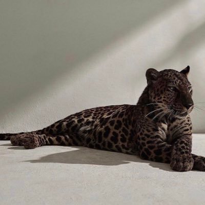 🐆