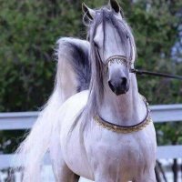 الريم الجفول (@danh_hrb2011) Twitter profile photo