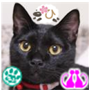 英語講師、社会福祉士、精神保健福祉士。動物が大好きで、愛猫ノア、ルイ、愛犬リクといっしょに暮らしてます。節操無き黒もふ団団員、国境無き猫もふ団団員、猫合体党党員#491、昼寝部所属です。ヨロシクお願いします！ノア猫サブ垢 @noah_neko522