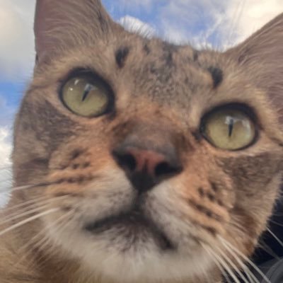 9JOt6X9cpyvCVT7's profile picture. ねこねこねこねこねこねこねこねこ