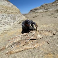 Aldo Benites-Palomino (@paleoaldo) 's Twitter Profile Photo Aldo Benites-Palomino (@paleoaldo) 's Twitter Profile Photo
