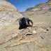 Aldo Benites-Palomino (@paleoaldo) Twitter profile photo Aldo Benites-Palomino (@paleoaldo) Twitter profile photo