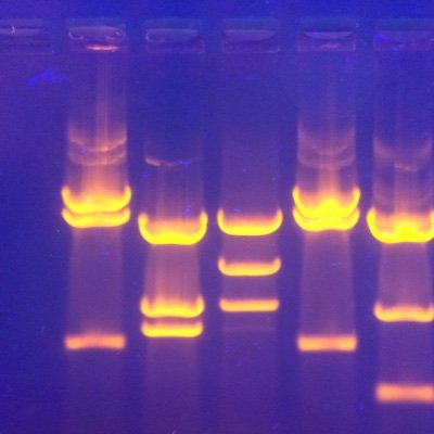 Integrating research into undergraduate Biotechnology and Biology courses. #DiversityinSTEM #destinationcapital