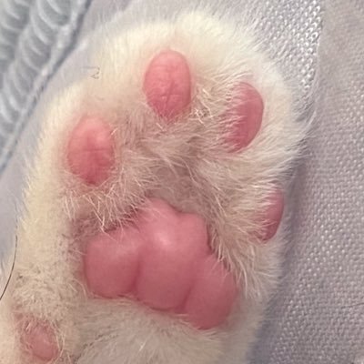 Neko_umeco22's profile picture. MZDAO→カブアンド会員です✌️ぜひ相互フォローお願いします📛 ゆっくりマイペースに活動中。ワクワクする事大好き⭐猫様の下僕として尽力してます ✨副業や勧誘は即ブロックしますのでご注意を⚠️