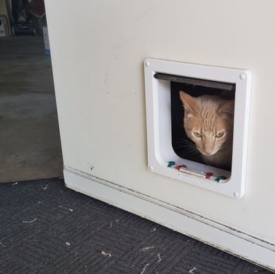 KJulius301123's profile picture. NBA fan, cat guy