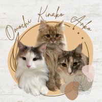 モフモフ猫のきなこもち (@kinakomochi_an_) 's Twitter Profile Photo モフモフ猫のきなこもち (@kinakomochi_an_) 's Twitter Profile Photo
