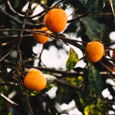 abujimohasinou's profile picture. 컴 앤 고