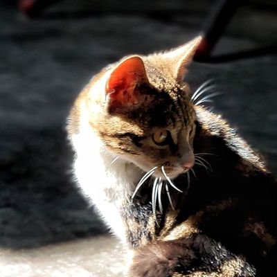 penpen1086's profile picture. FBI OPEN THE DOOR！