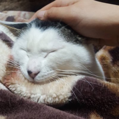 Poko4088's profile picture. 何やってもダメだけどいつかは芽が出る日まで🙌