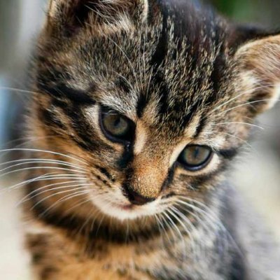 a61127012's profile picture. にゃん太郎の拡散にご協力してください、まだ野良猫です、飼い主を求めて、探索しています、

フォロワー募集中です⭐️
・お願い
#固定ツイートをRT
#相互フォロー100
#相互フォロー
#憩いの泉
#副業