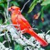 Flowers Birds & More (@allnaturebound) Twitter profile photo Flowers Birds & More (@allnaturebound) Twitter profile photo