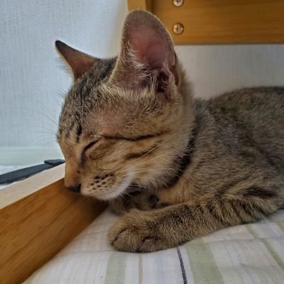 happy_anzuchan's profile picture. 保護猫