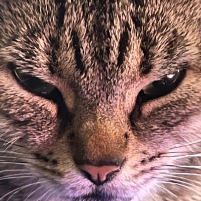 ImNormalLmao's profile picture. :(