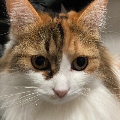 Naribo8's profile picture. ここまで日本が劣化するとは夢にも思わなかった。裏金議員は辞職せよ。積極財政賛成・消費税廃止・反原発・食の自給率アップせよ。保護猫2ニャン同居。ドイツに4年居住経験。ネトウヨ・会話が成立しない人はブロック。