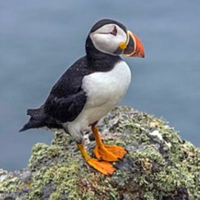 azulpajaro1's profile picture. 