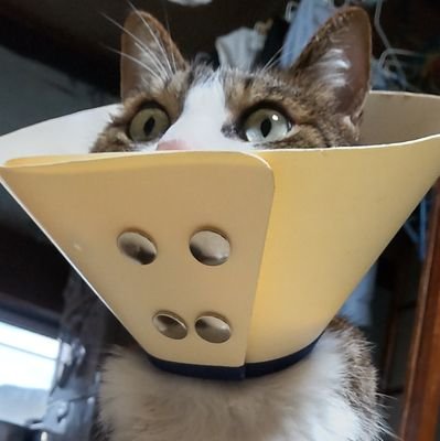 suger_pure2's profile picture. 日常·オタ垢/30↑/雑食/腐(にょた可)/夢/猫/乙女ゲー/OP・🐯右・🐯⚔/ブラスタW・黒曜/七・伏右固定/勝デク♀・相右固定/🏀・三右/ゲ謎·💧右/🏈21·😈右/🏐·🐈‍⬛推し/GQX🟧🟩·🟥🟩