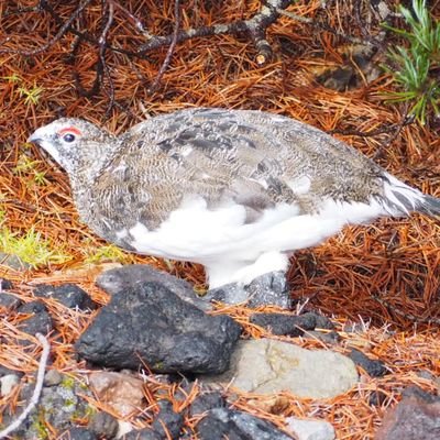 青雲空改めGrouse 山登りと小説が好き。鳥の写真を始めました。大阪生まれ千葉在住。断酒を始めました。右派ポピュリズムは大嫌い。 七ツ石山、丹波山村サポーター。加納朋子と村山由佳さんと小説すばるのファン。ラノベも読みます。アニメも見ます。妻と大学生息子の3人暮らし。