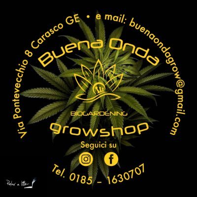 BuenaOndaGrow's profile picture. BUENA ONDA GROWSHOP L'ONDA VERDE DEL LEVANTE LIGURE. TUTTO L'OCCORRENTE PER LA TUA PASSIONE VERDE.
GIARDINAGGIO,SERRE, IDROPONICA,PRODOTTI CBD, CANNABIS LIGHT