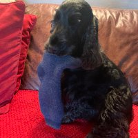 Oscar and Leo Muddy Paws (@muddyoscar) 's Twitter Profile