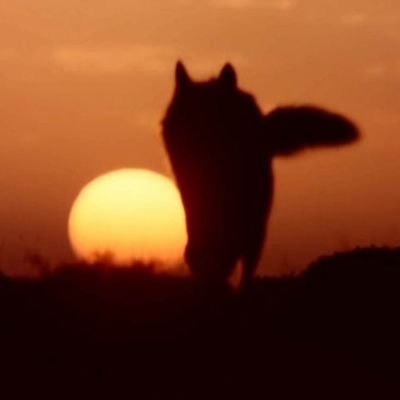 perdizdebandeja's profile picture. 