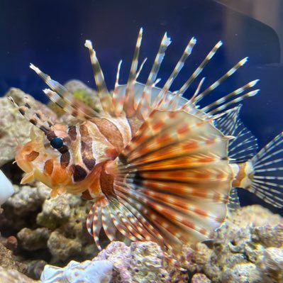 以前は別アカウントを使用していました!リゾートダイバーです!マラパスクアやヤップ島でのダイビングが忘れられません!国内では磯採集や潜り、釣りと色々やってます。採集個体を中心にアクアも楽しんでます!よろしくお願いします😌