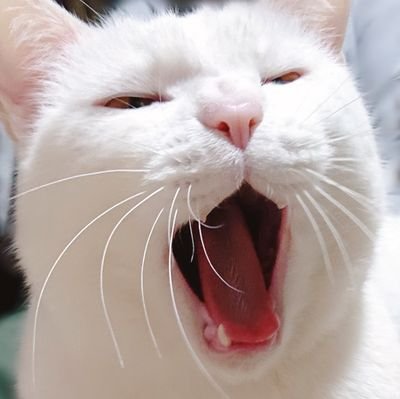 sinowata's profile picture. 20↑ 字書きおやすみ中 全部ここでやるのでジャンル雑多です 基本鍵 アイコンヘッダーはうちのﾈｺﾁｬﾝ とても自衛しています